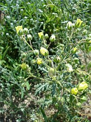 emmenanthe penduliflora